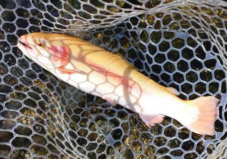 ミノーイングが楽しいフィッシングパーク高島の泉